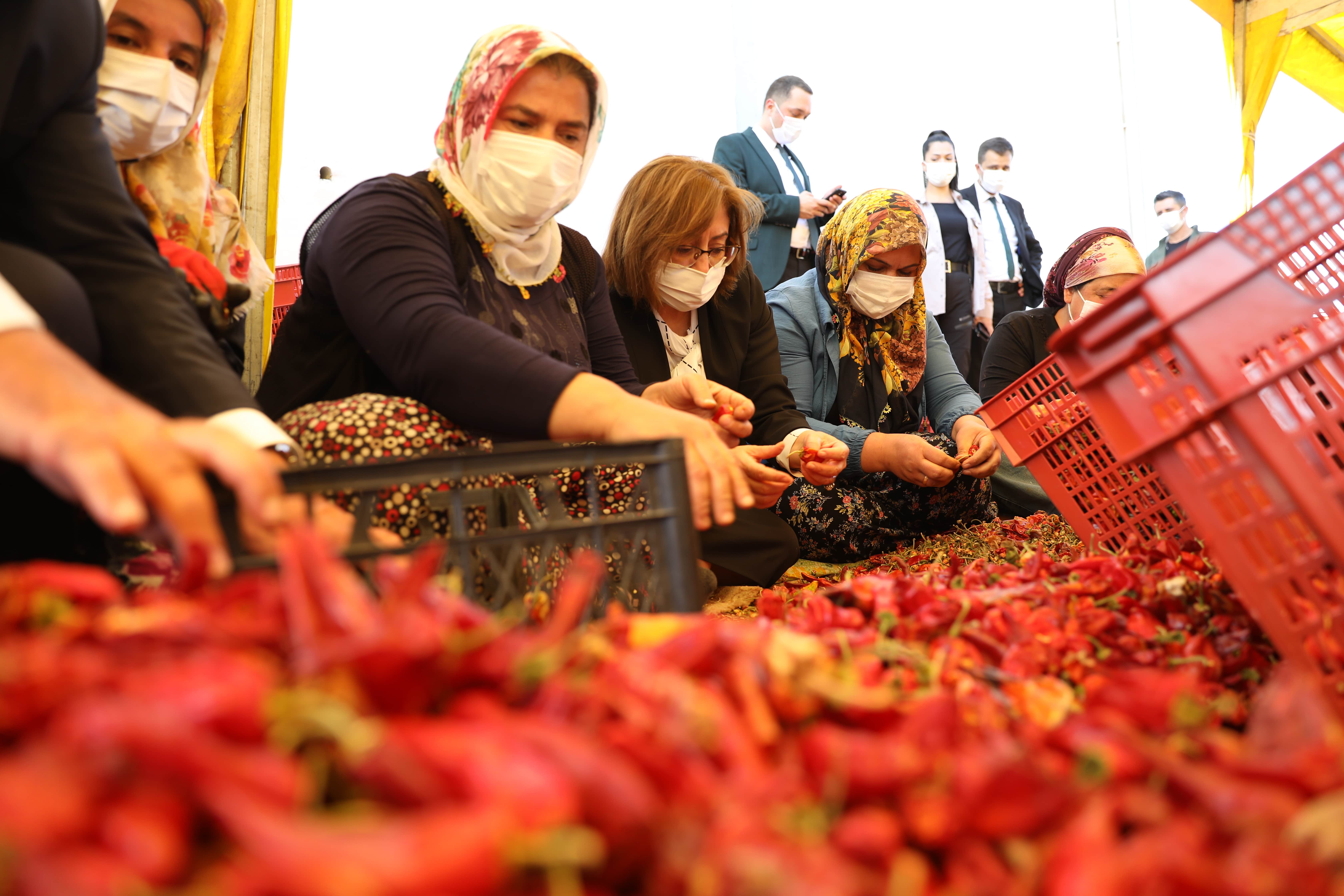 Nurdağı Biber Tesisi Ziyareti