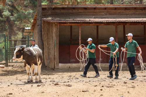 BÜYÜKŞEHİR BELEDİYESİ KURBAN YAKALAMA TİMİ BAYRAMA HAZIR